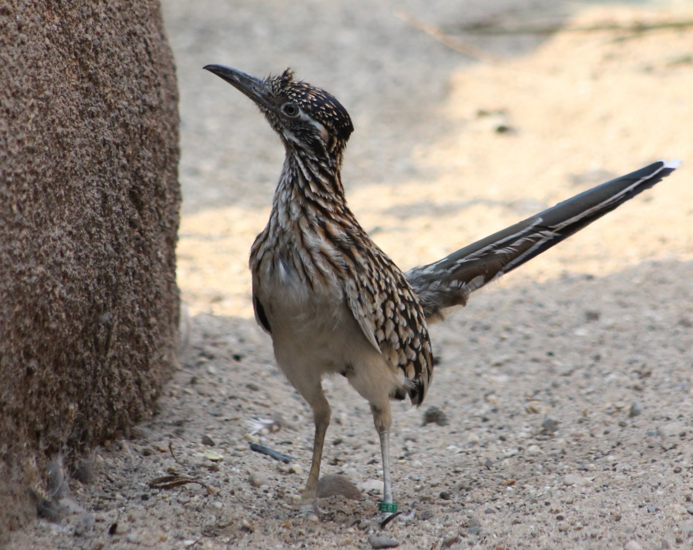 Roadrunner