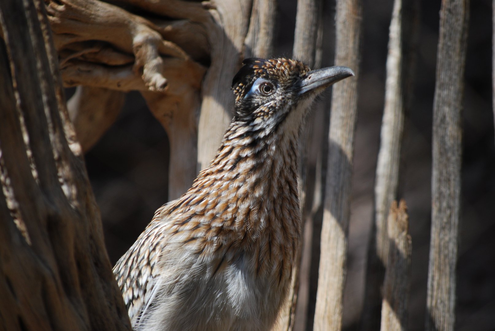 Roadrunner