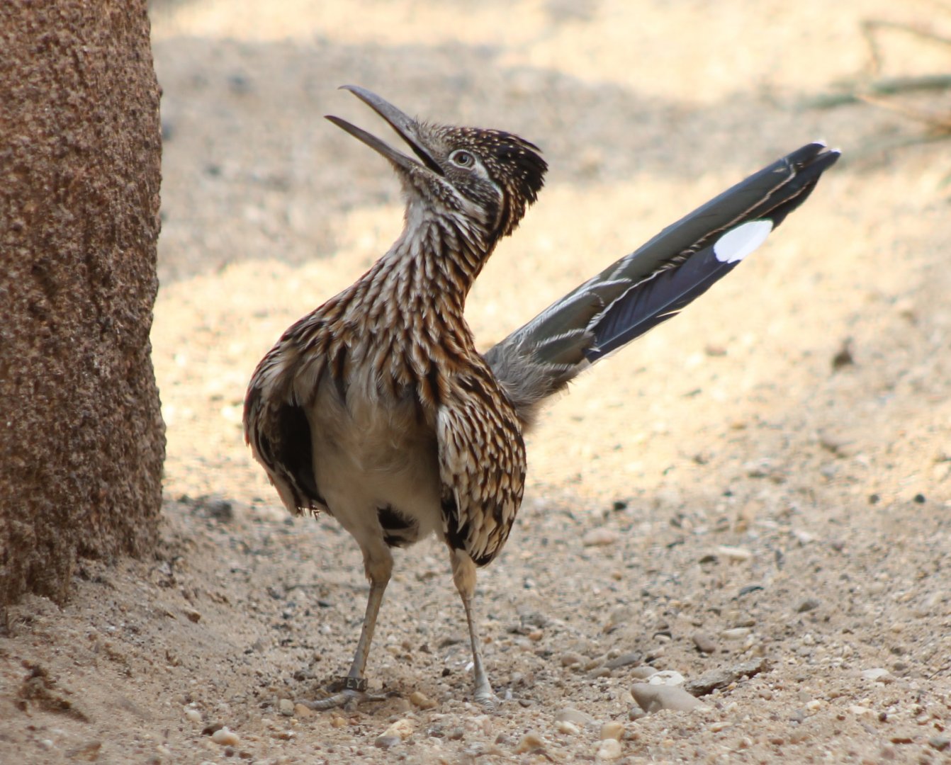 Roadrunner