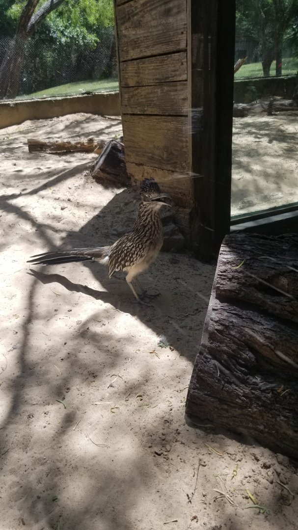 Roadrunner