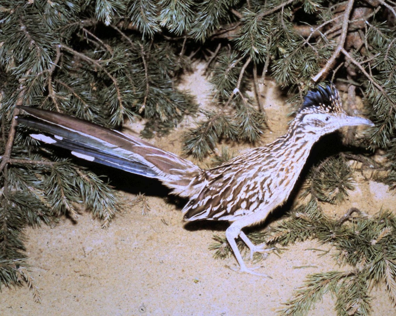Roadrunner