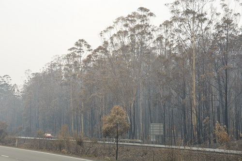 Roadside after fires.