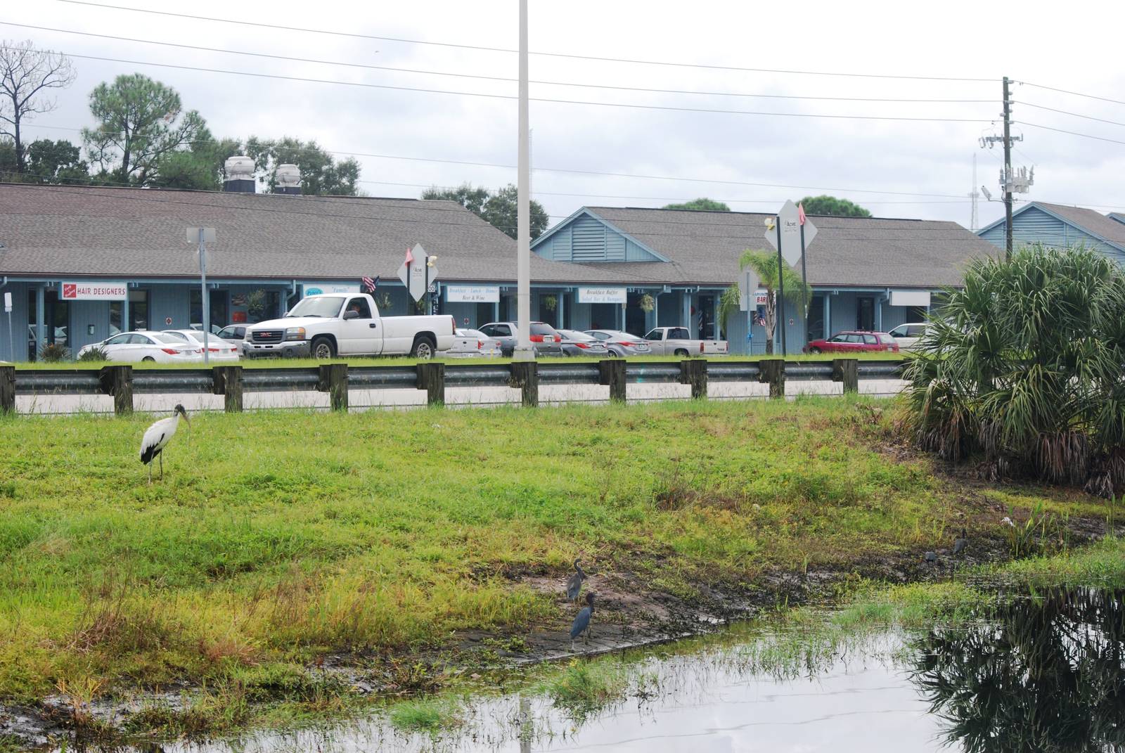Roadside Birds, Punta Gorda, October 2013