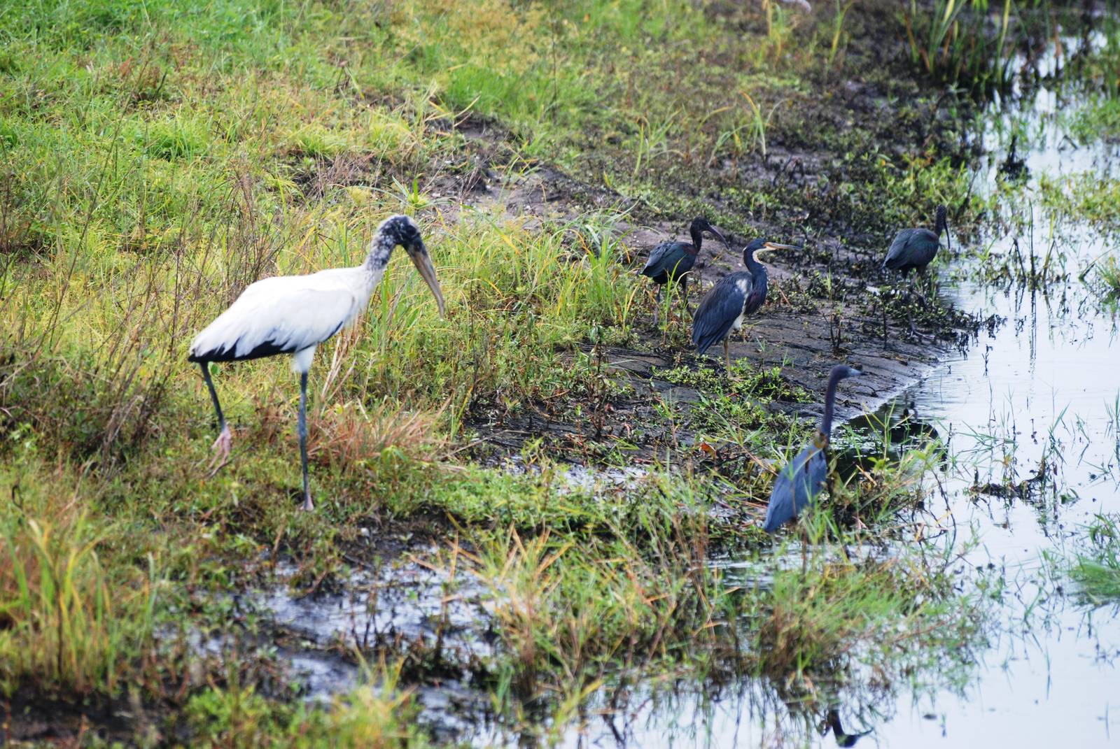 Roadside Birds, Punta Gorda, October 2013