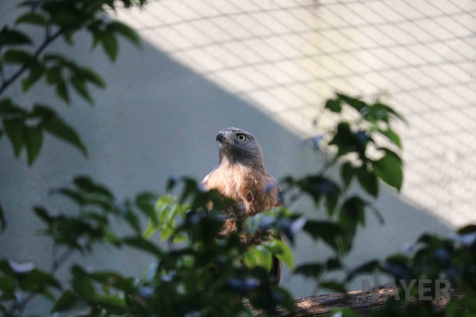 Roadside hawk, April 2016