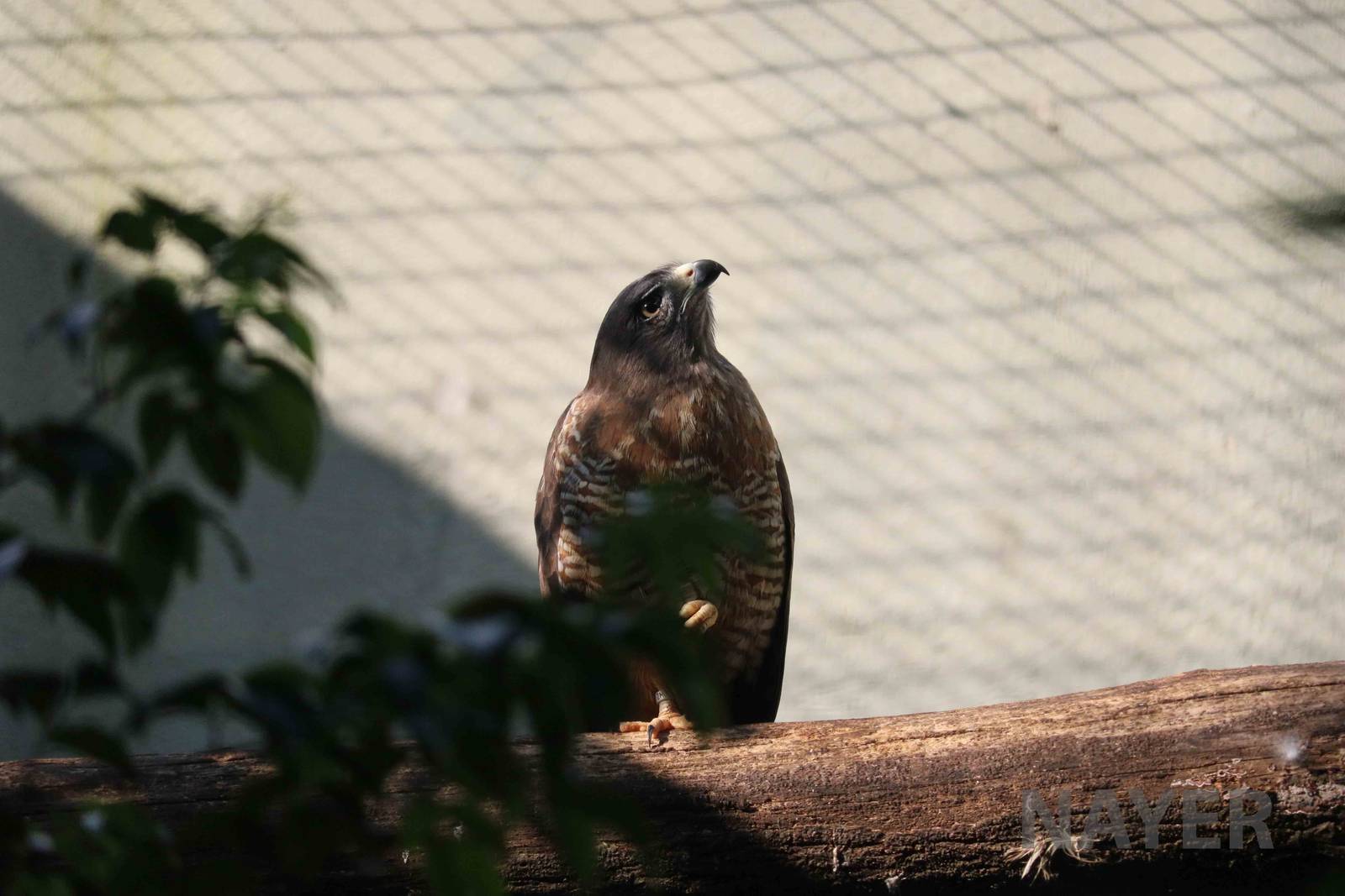 Roadside hawk, April 2016