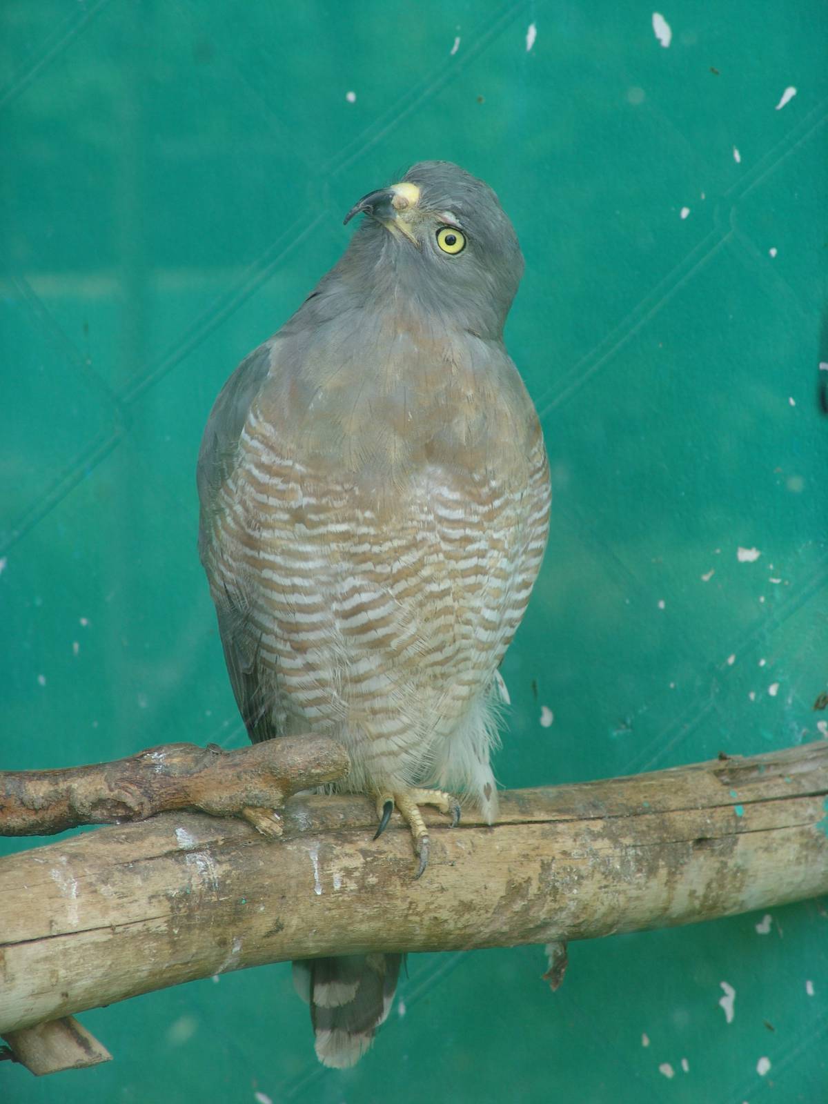 Roadside Hawk (Buteo magnirostris)