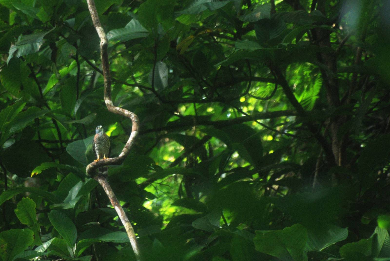 Roadside Hawk in Tortuguero, 14/04/14