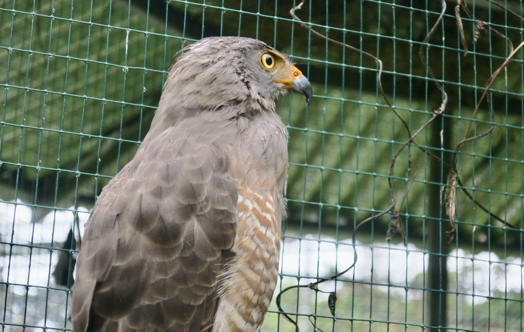 Roadside Hawk (Rupornis magnirostris griseocauda)