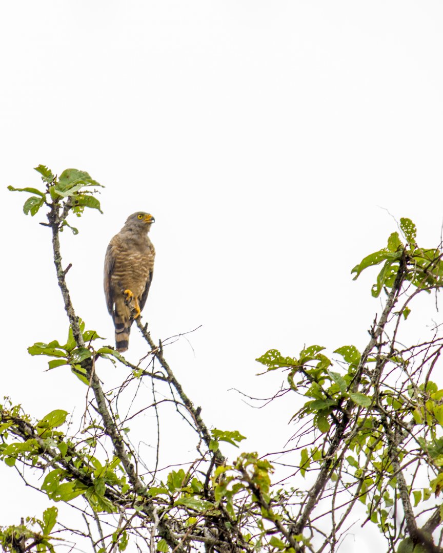 Roadside hawk, Rupornis magnirostris