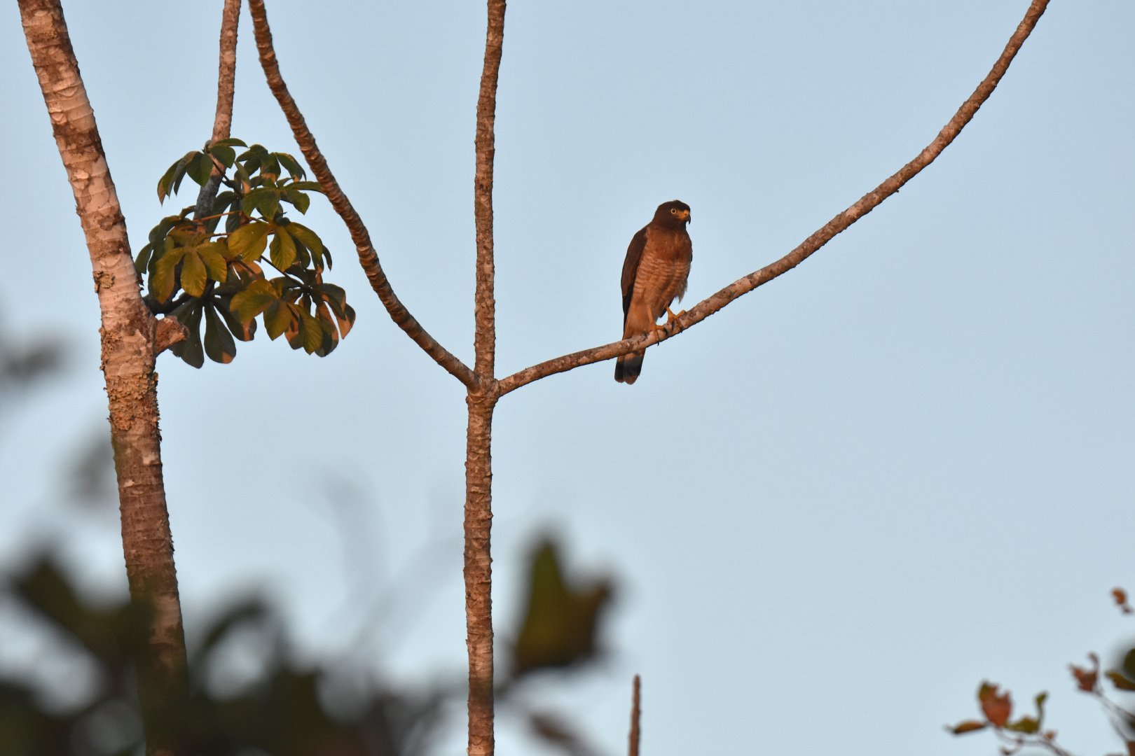 Roadside Hawk (Rupornis magnirostris)