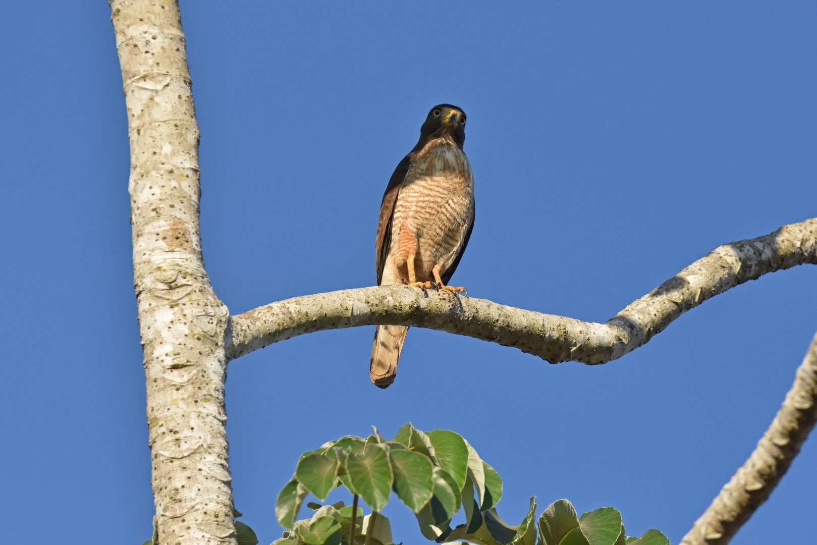 Roadside Hawk (Rupornis magnirostris)