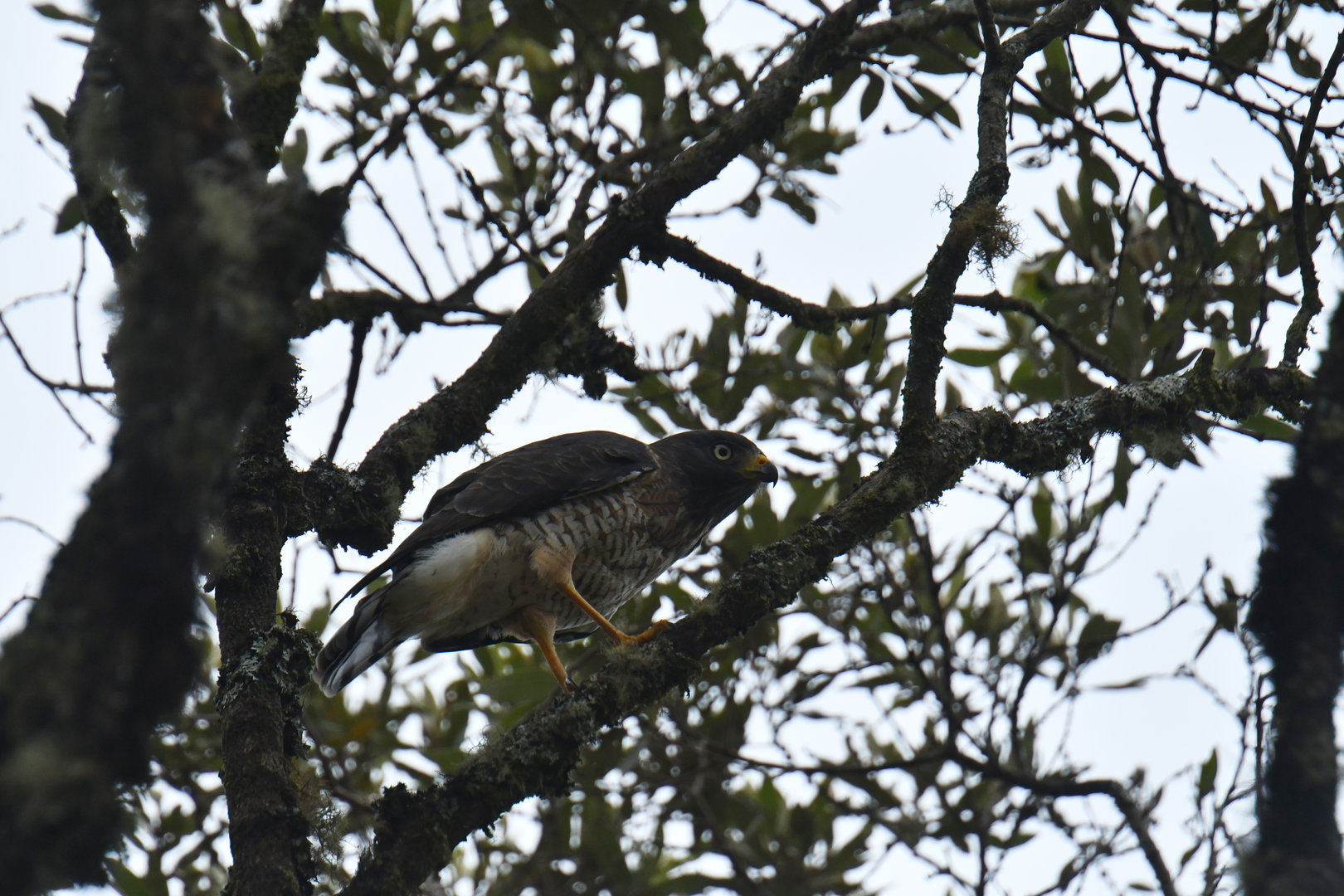 Roadside Hawk Rupornis magnirostris