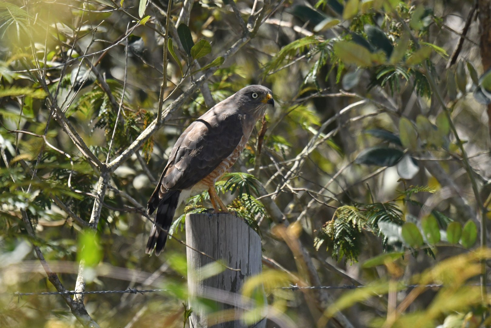 Roadside Hawk Rupornis magnirostris