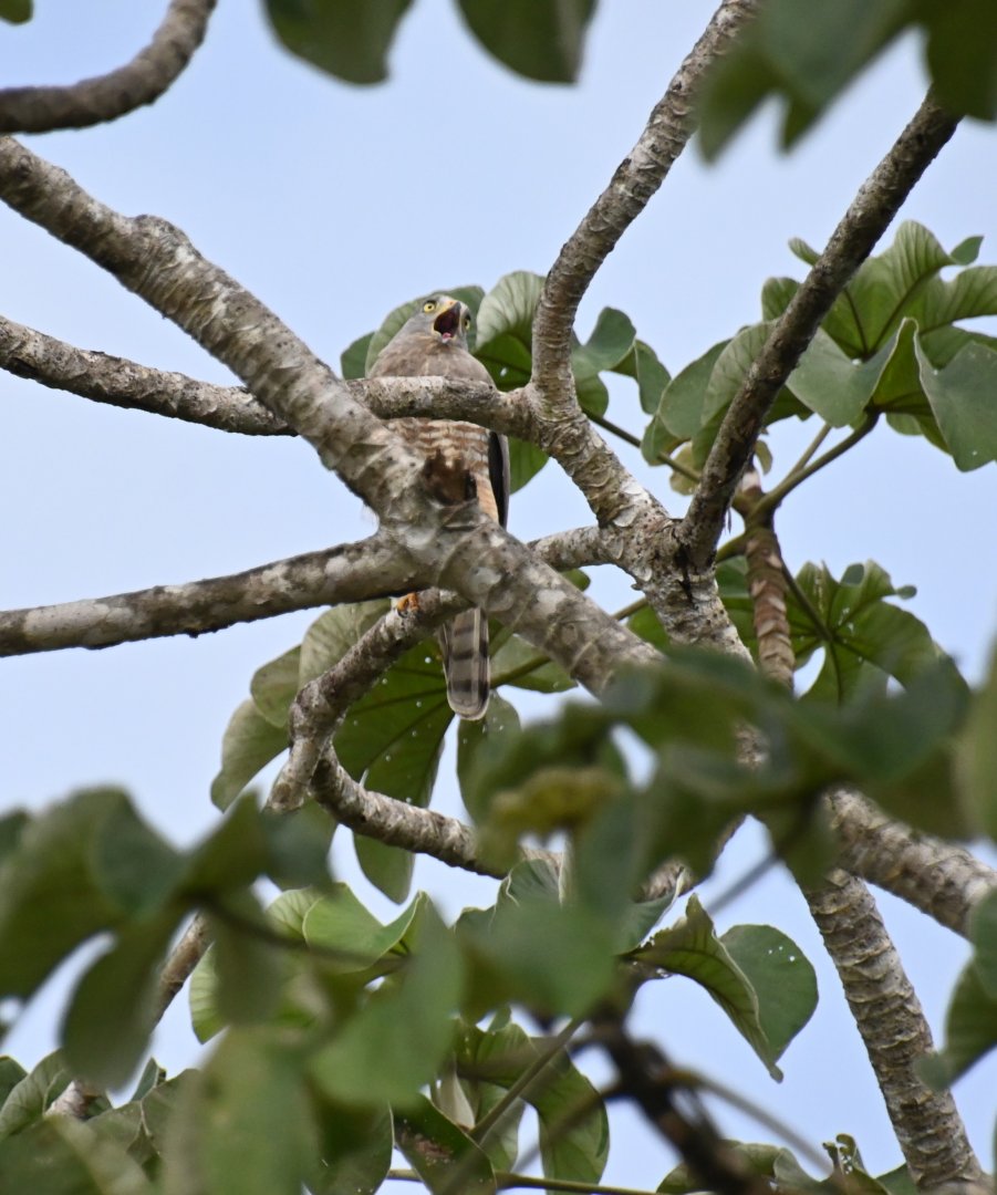 Roadside hawk (Rupornis magnirostris)