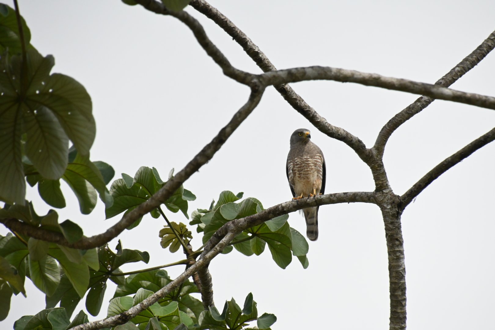 Roadside hawk (Rupornis magnirostris)