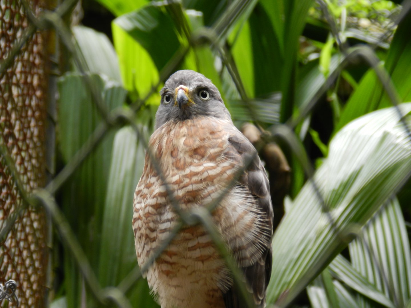 Roadside hawk - Salvador zoo (PZGV)