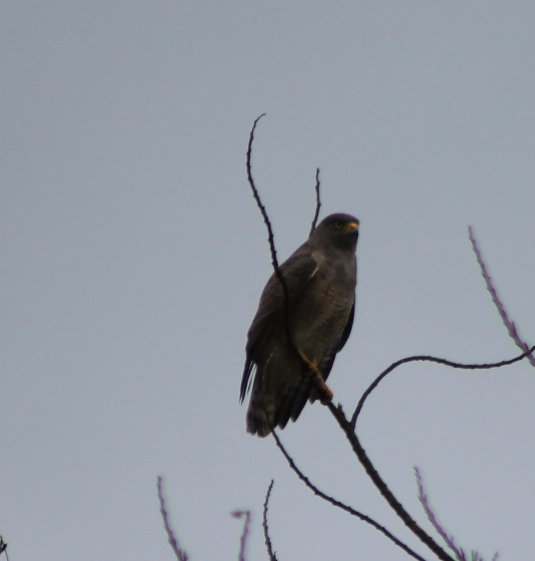 Roadside hawk