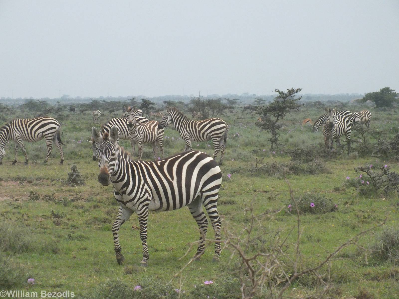Roadside Zebras