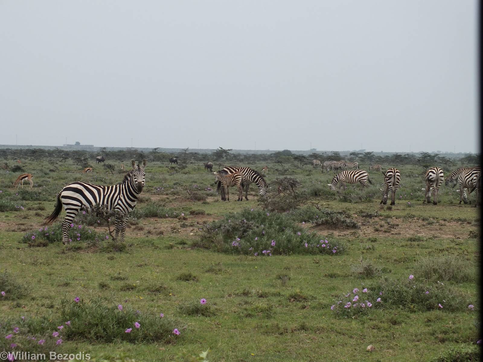 Roadside Zebras