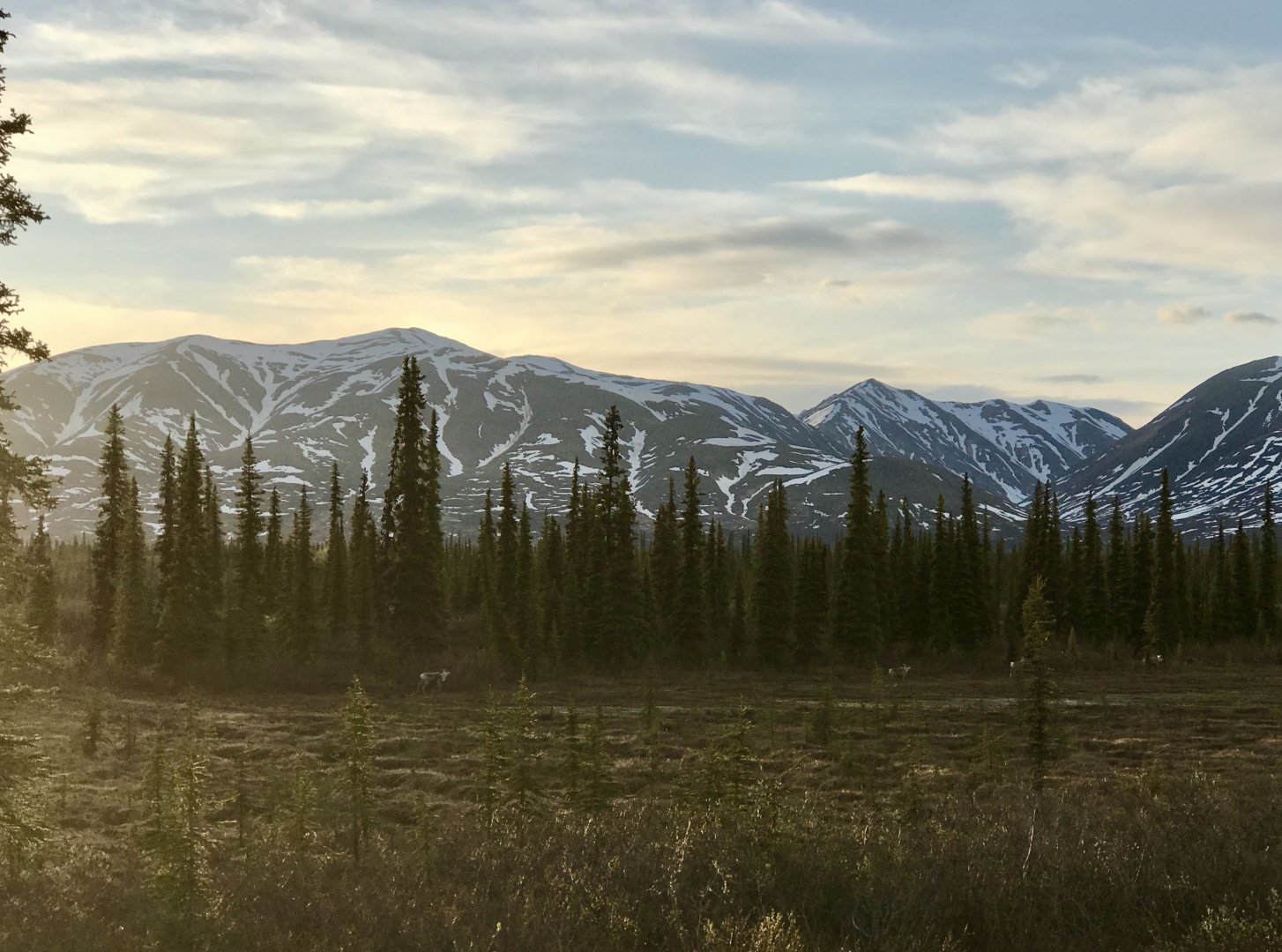 Roadtrip to Denali - Caribou along Broad Pass.