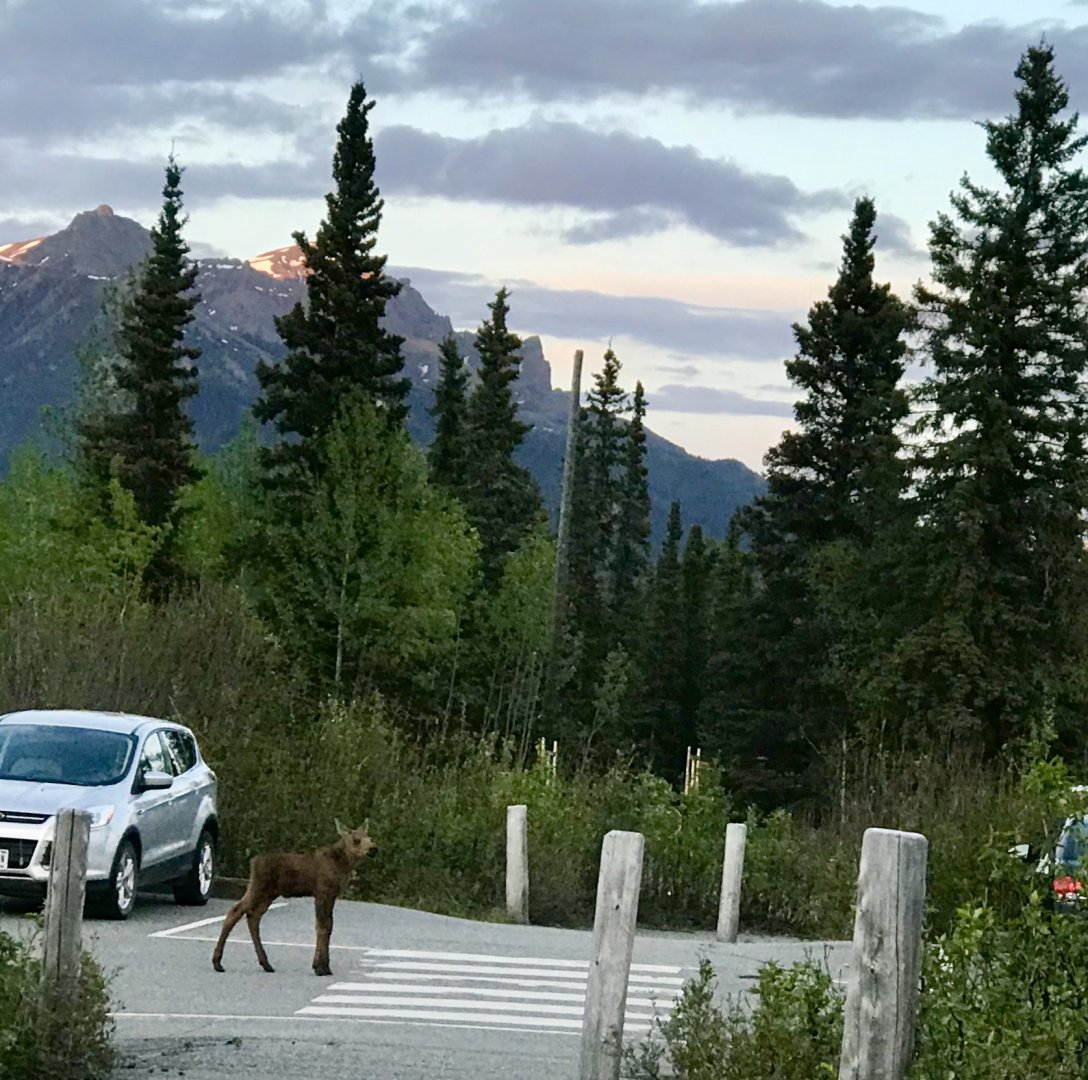 Roadtrip to Denali - Moose