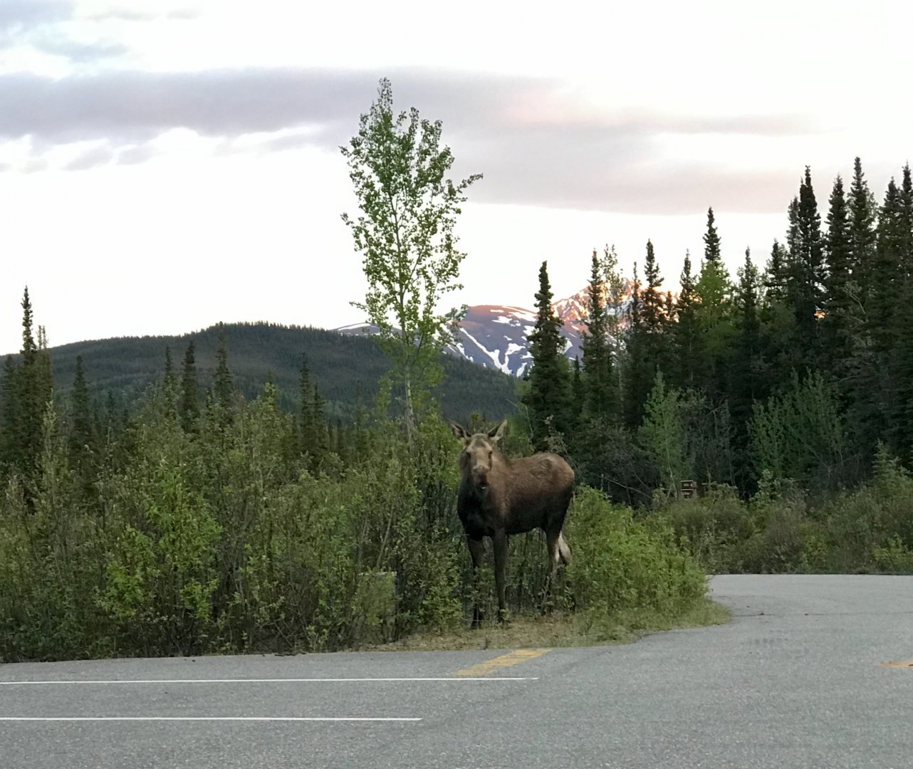 Roadtrip to Denali-Moose