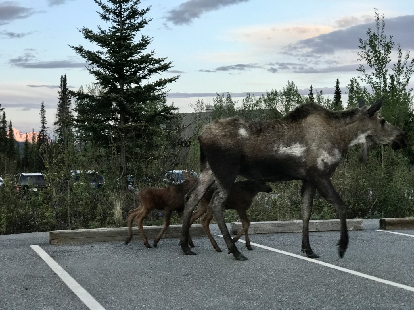Roadtrip to Denali-Moose
