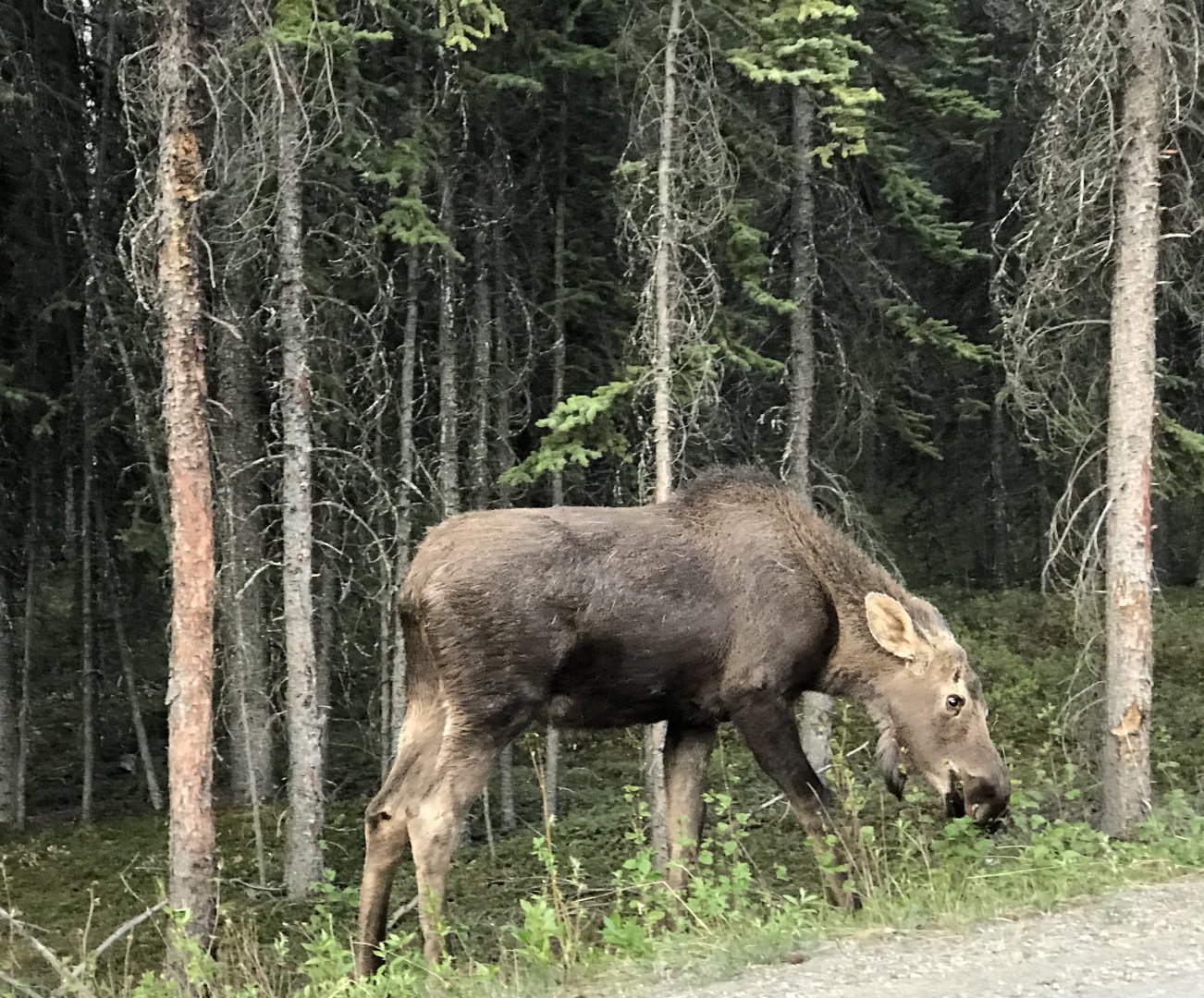Roadtrip to Denali-Moose