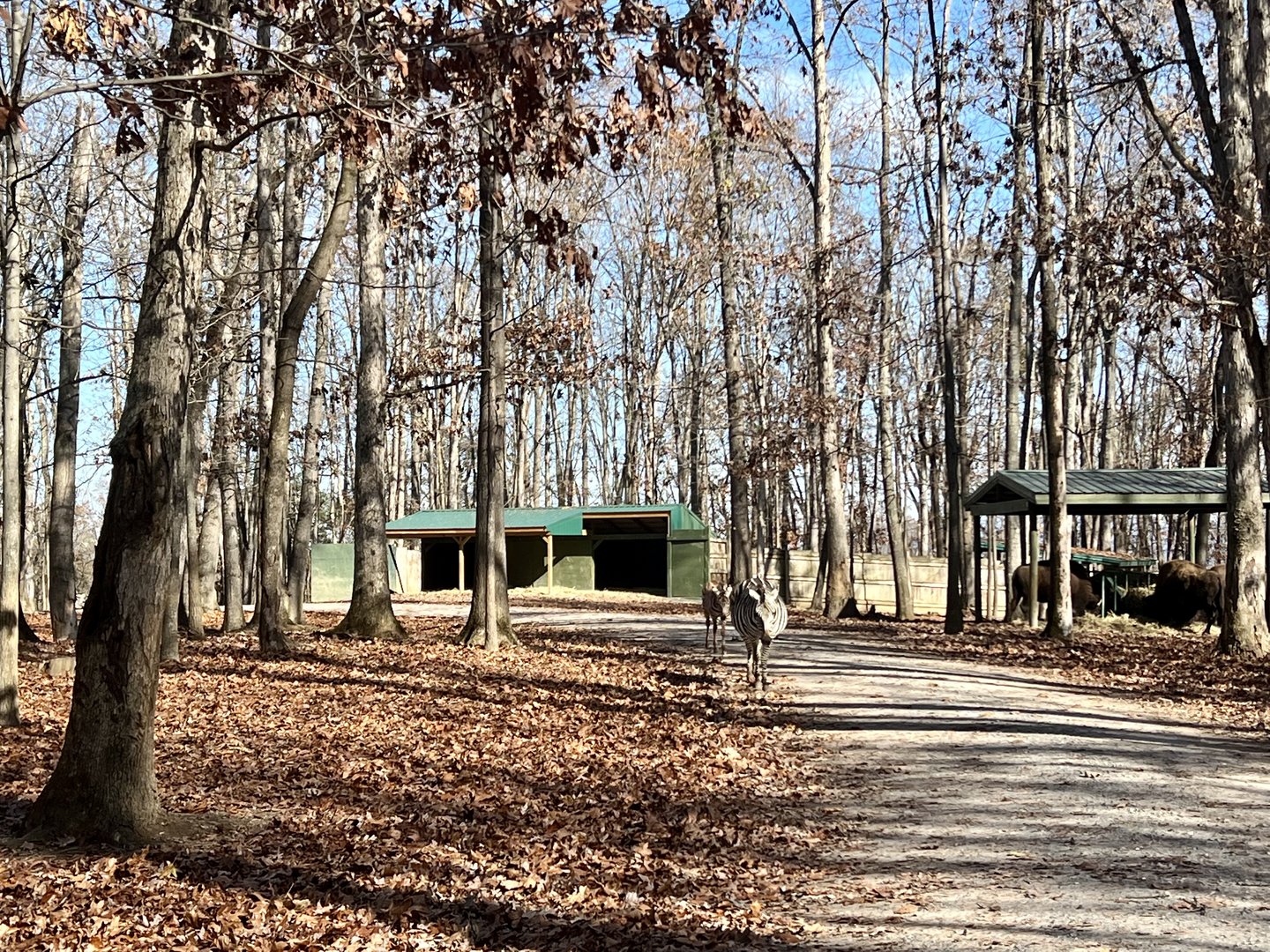 Roadway through the park