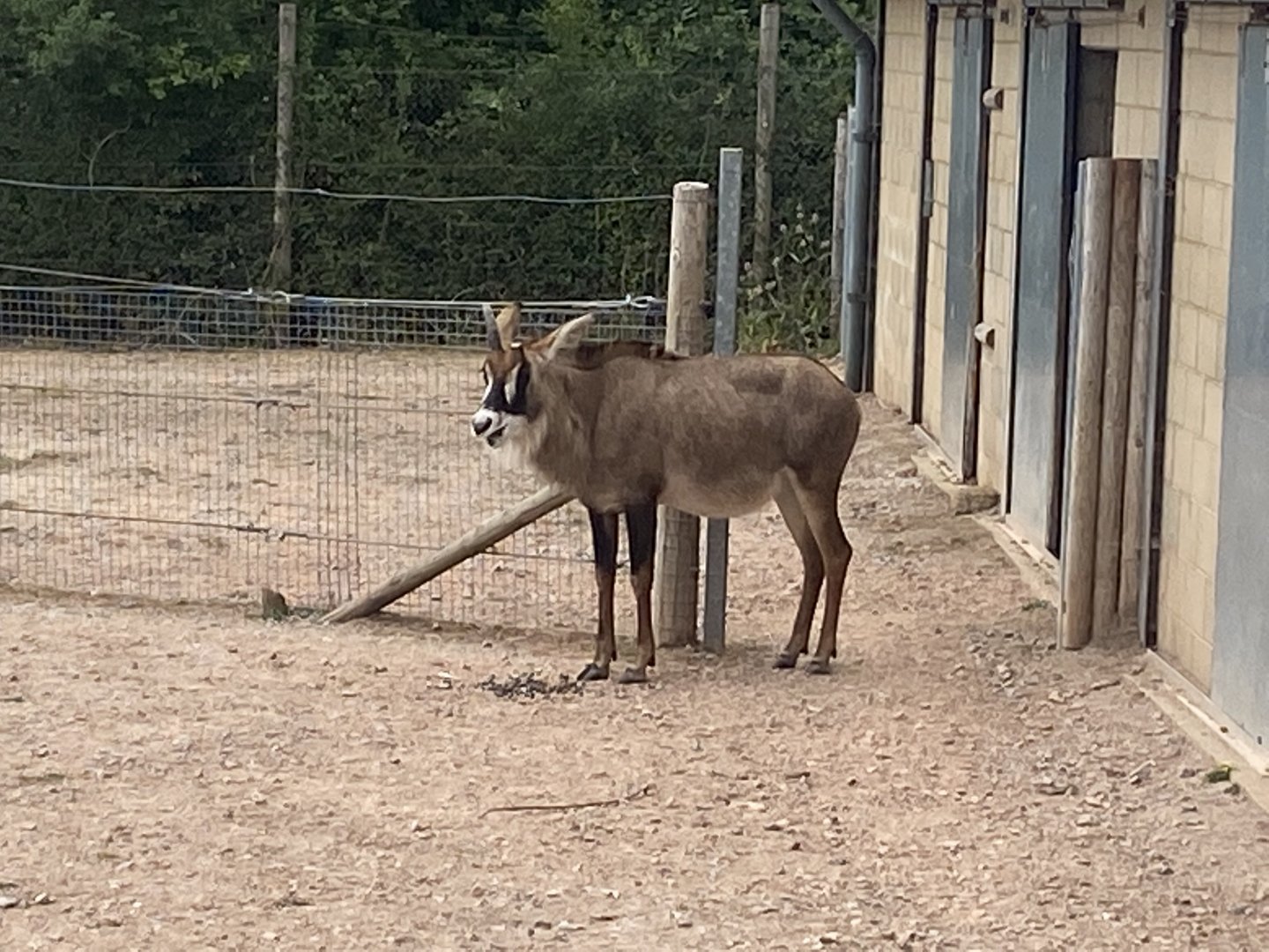 Roan antelope 040822