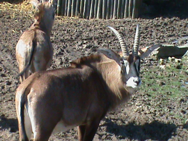 roan antelope 070311