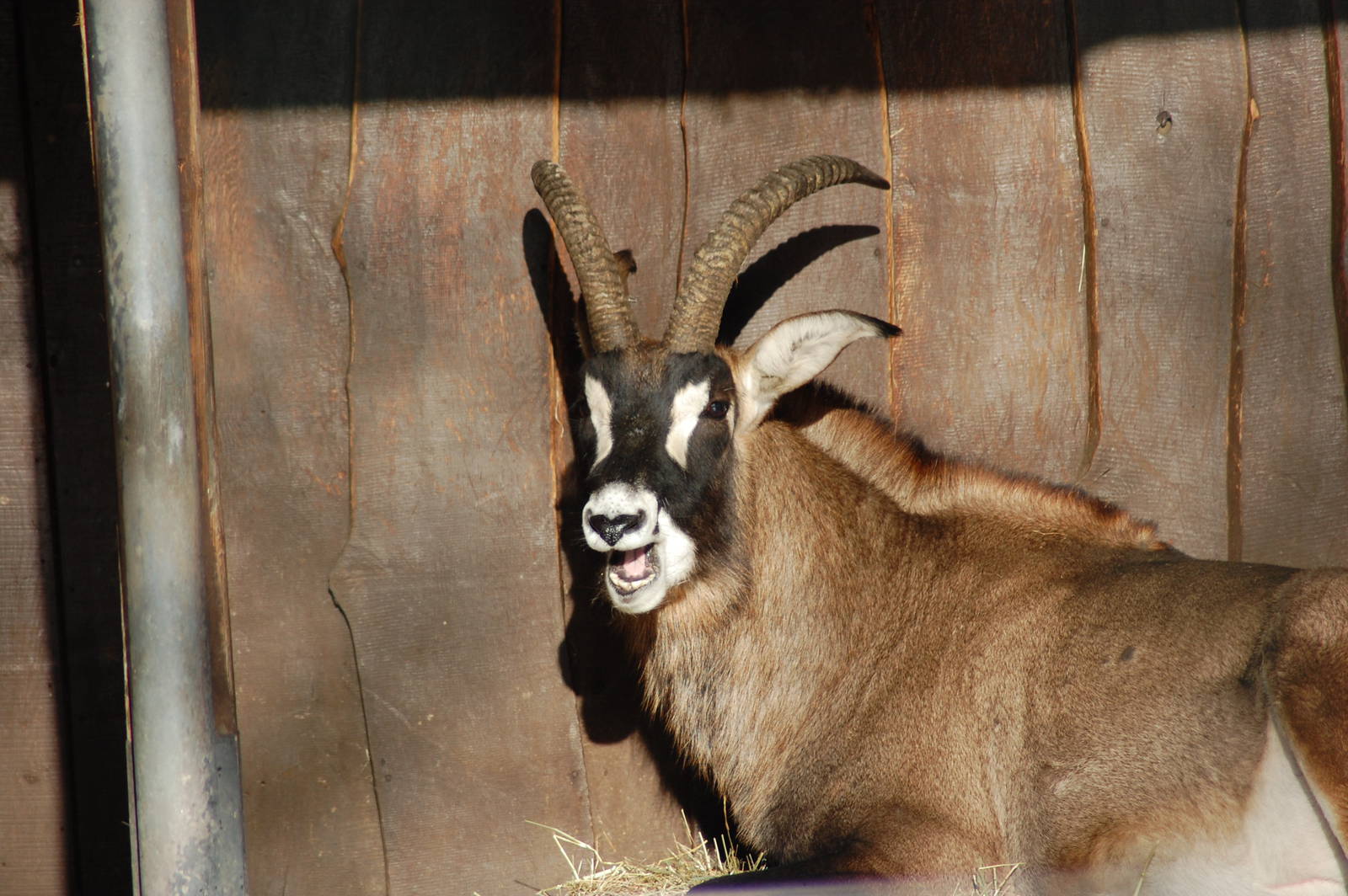 Roan Antelope 08-01-2011