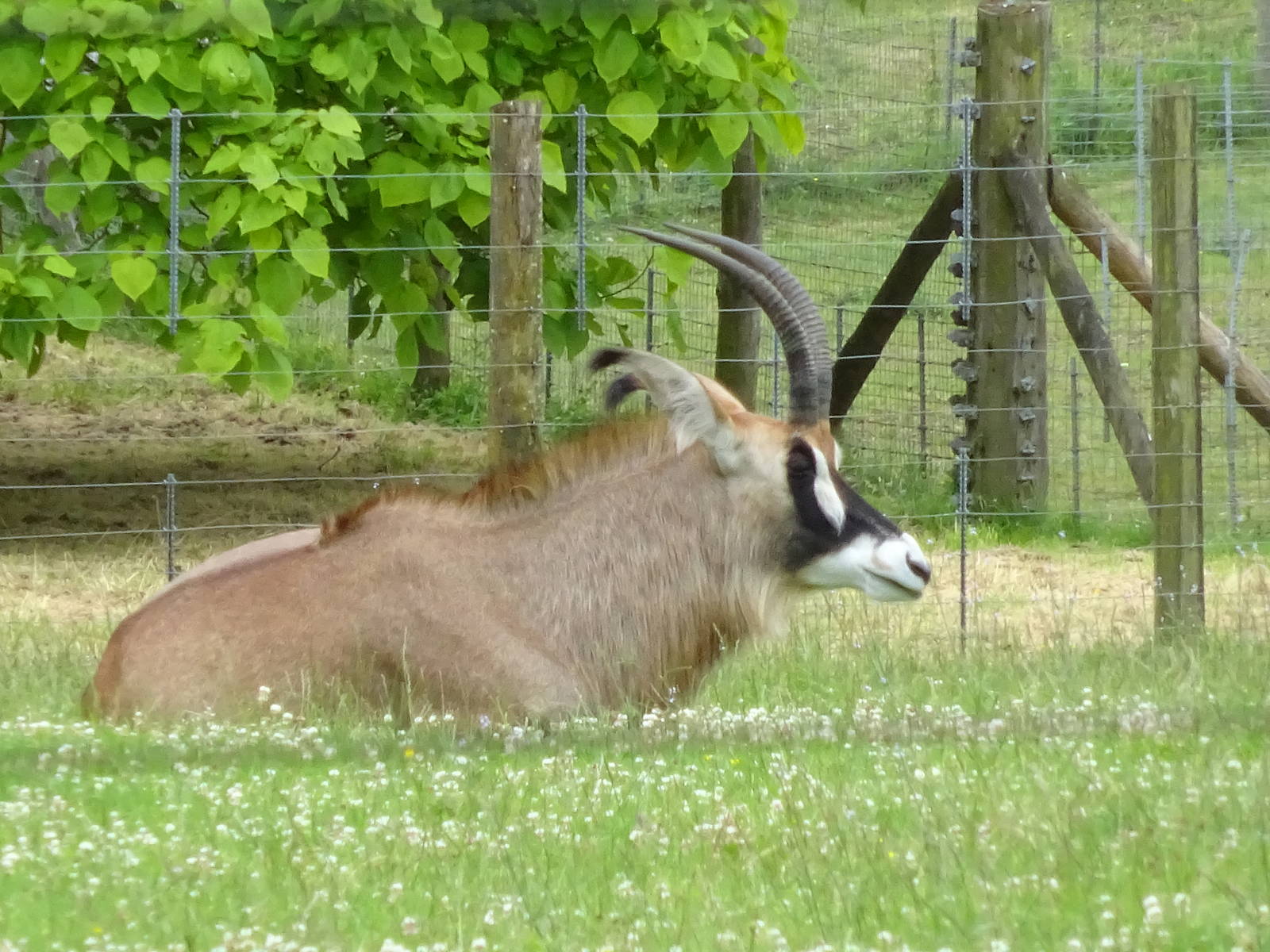Roan Antelope 090716