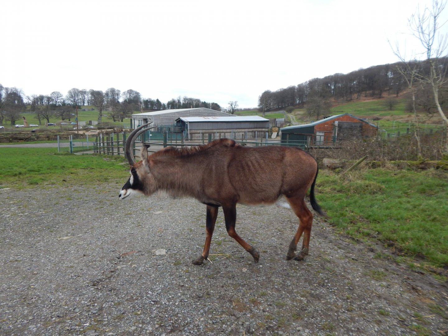 Roan antelope 091224