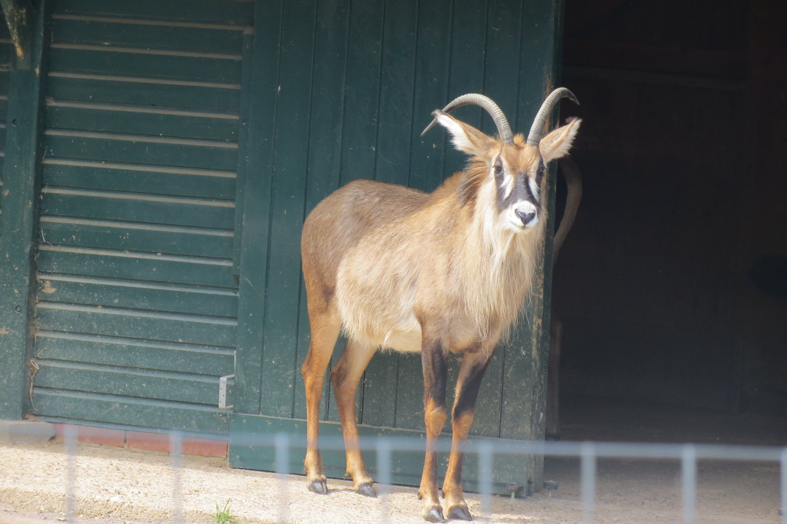 Roan Antelope 110519