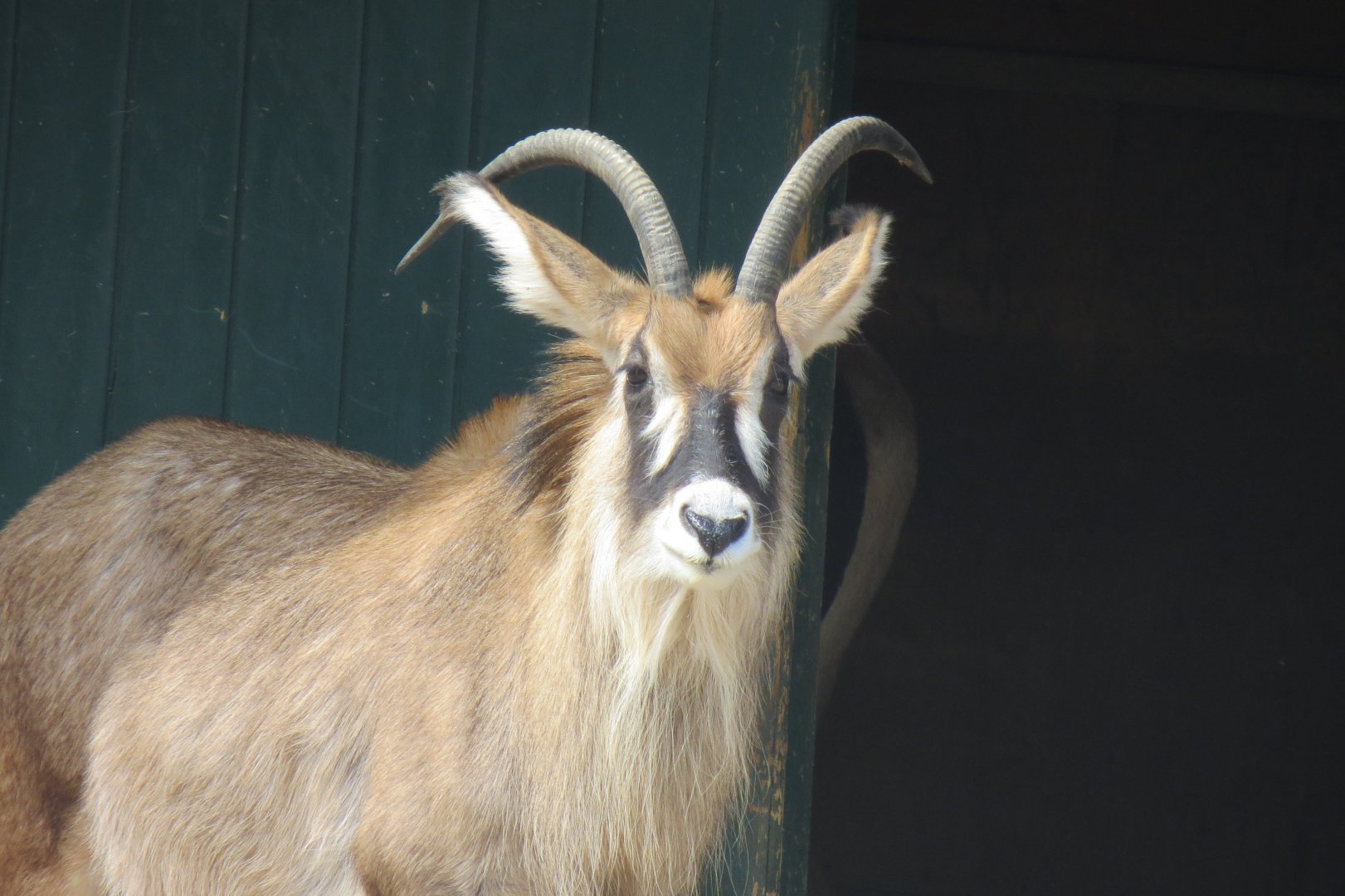 Roan Antelope 110519