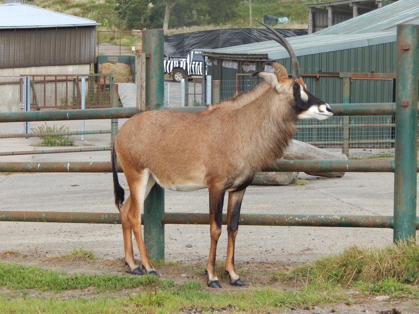 Roan antelope 110921