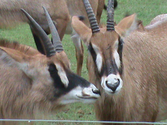 roan antelope 2 08/10