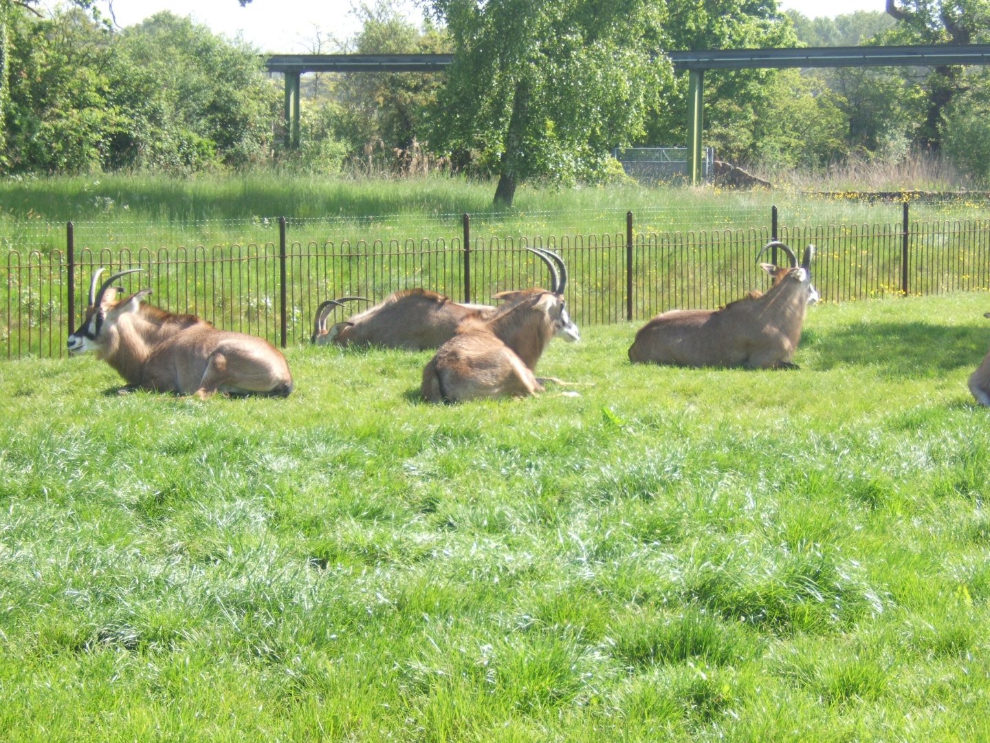 Roan Antelope 25/05/2019