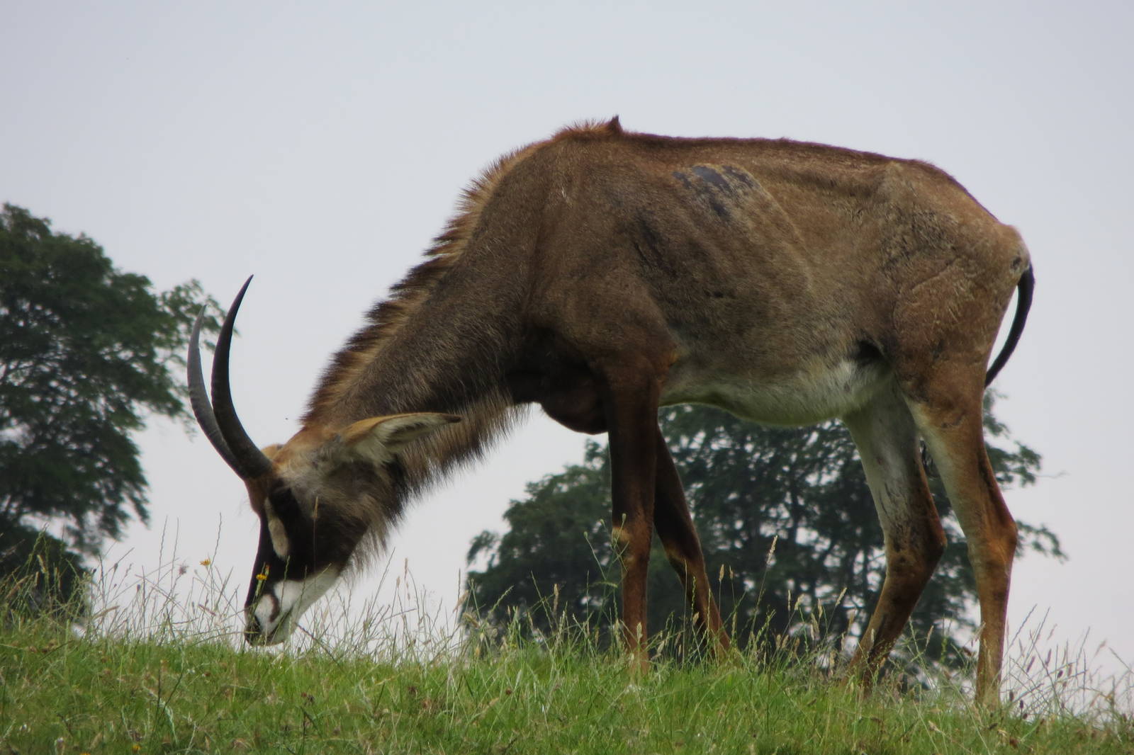Roan Antelope 270713