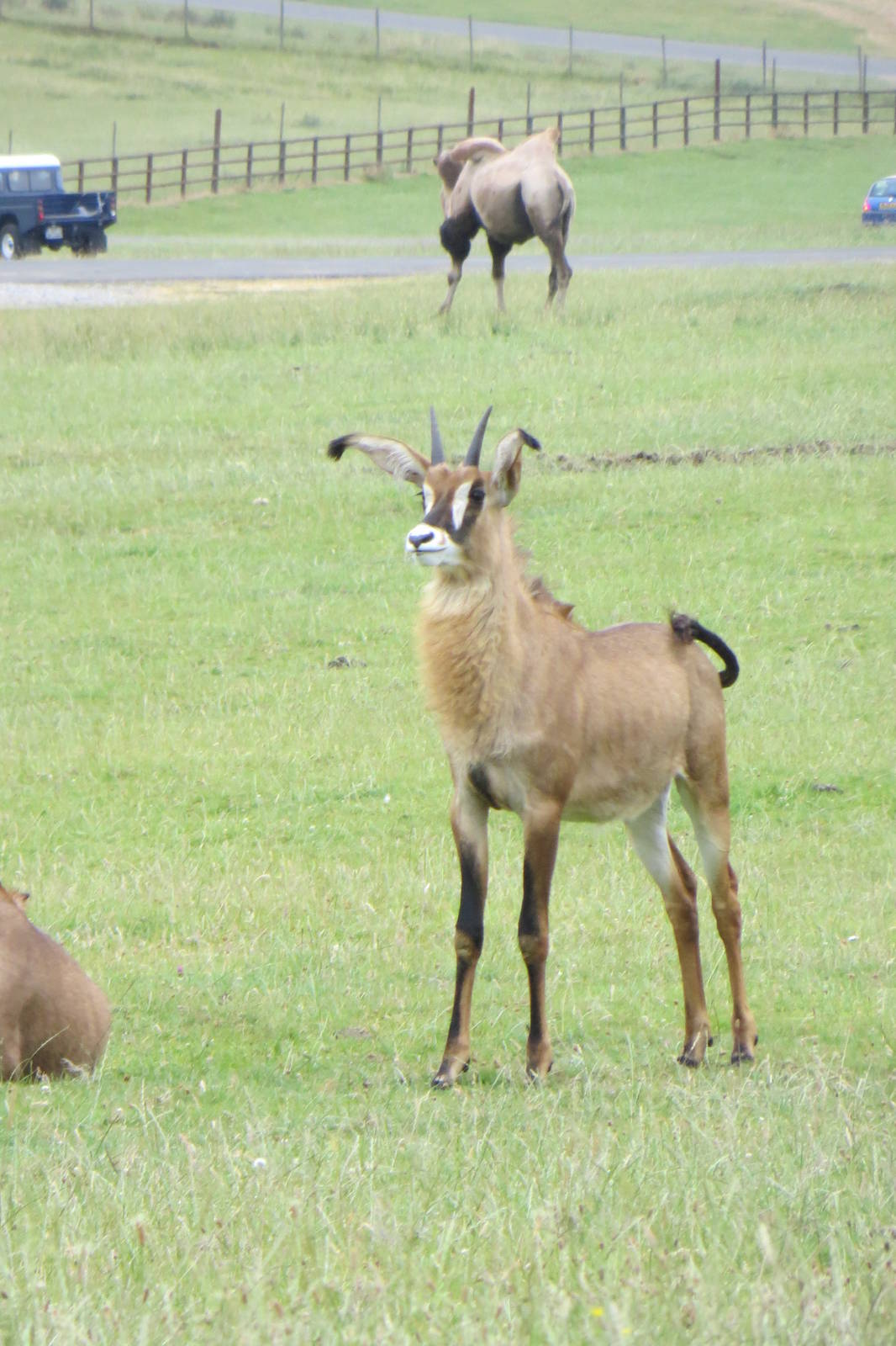 Roan Antelope 270713
