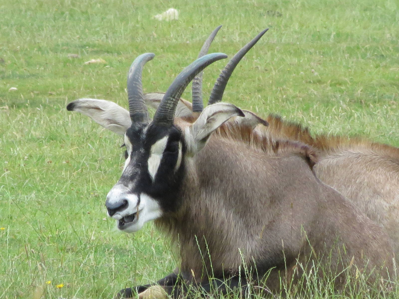 Roan Antelope 270713