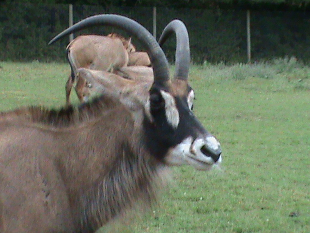 roan antelope 3 08/10