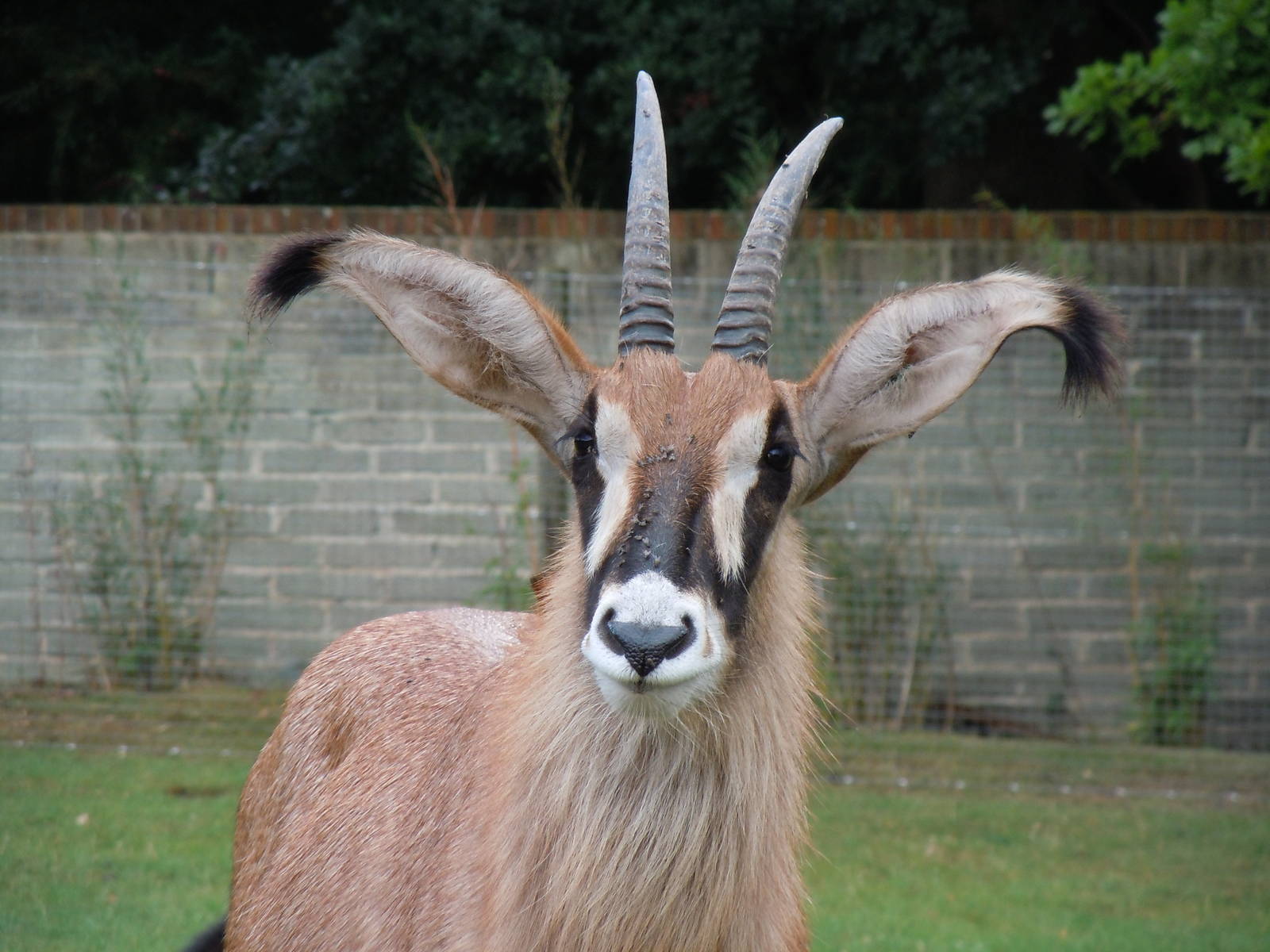 roan antelope 5 08/10
