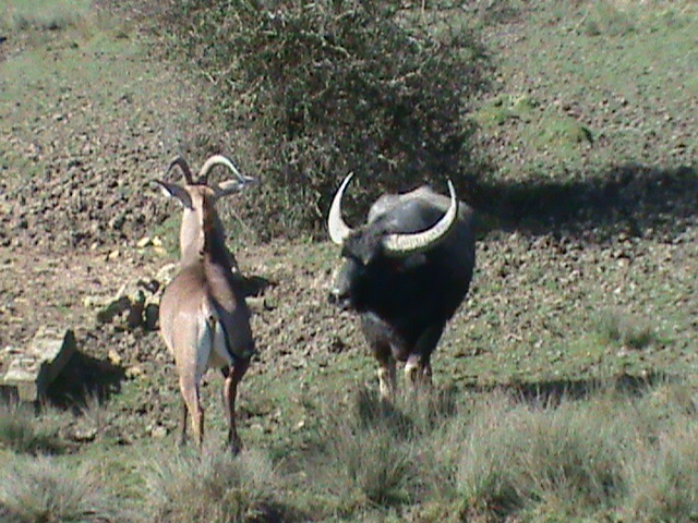 roan antelope and asiatic water buffalo 070311