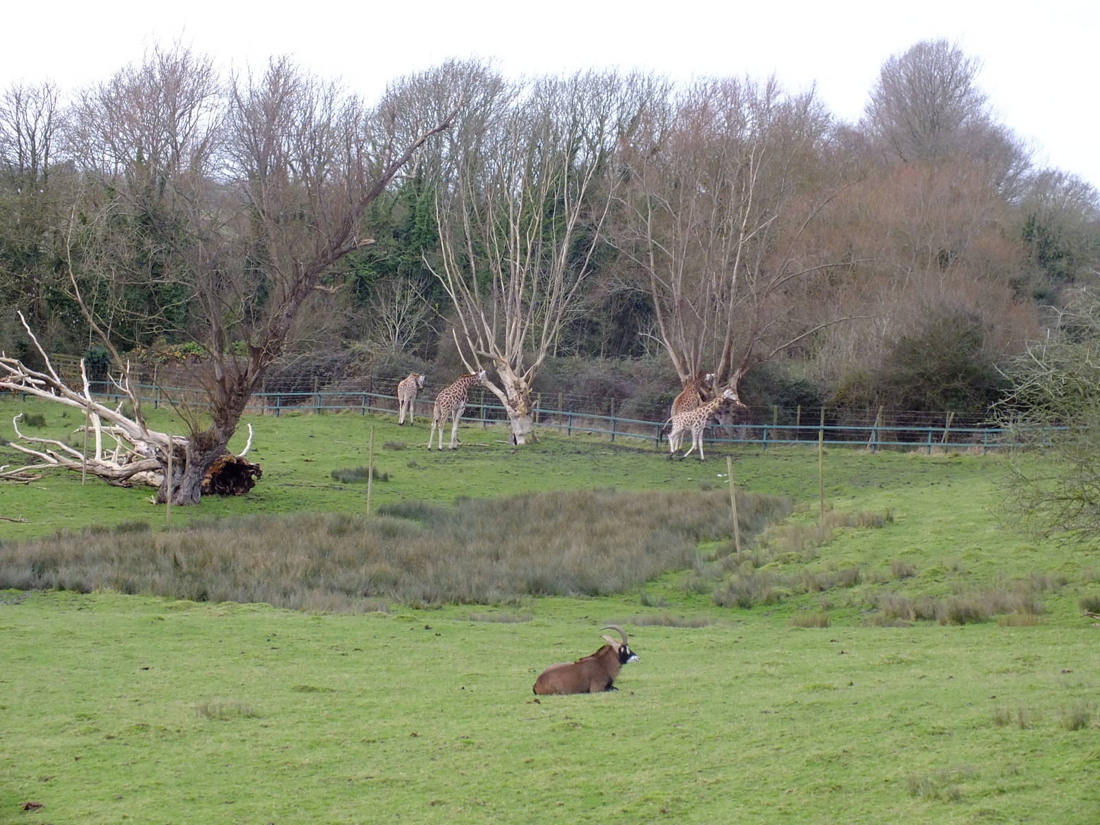 Roan Antelope and Giraffes in African Experience