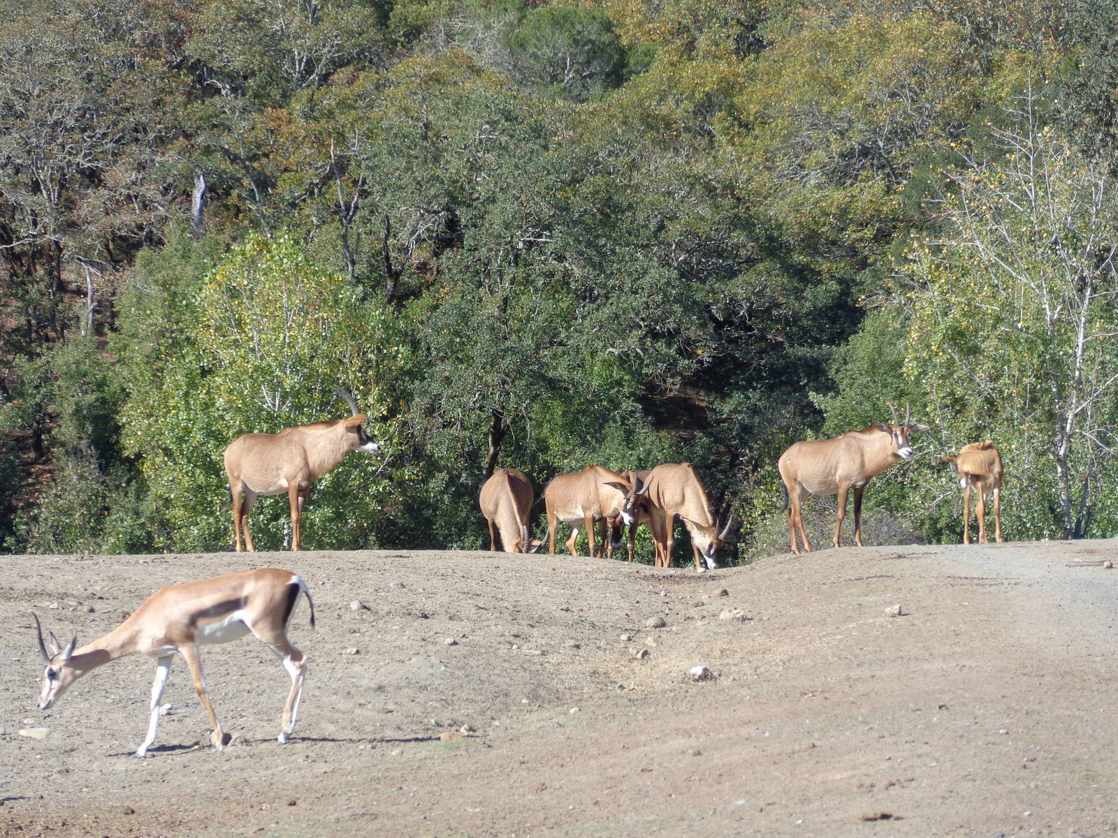 Roan Antelope and Grant's Gazelle