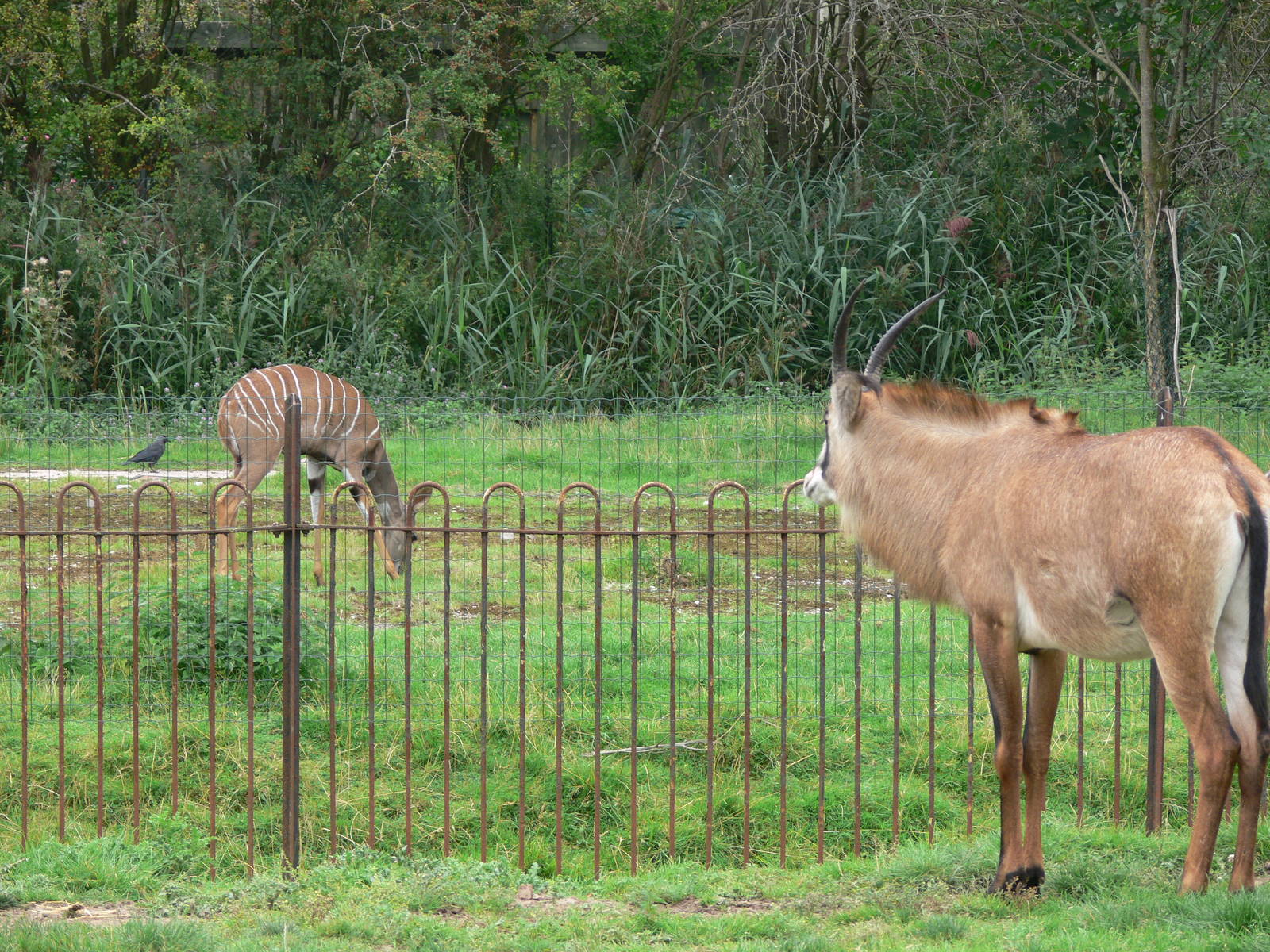 Roan Antelope and Lesser Kudu at Chester Zoo, 28/08/13
