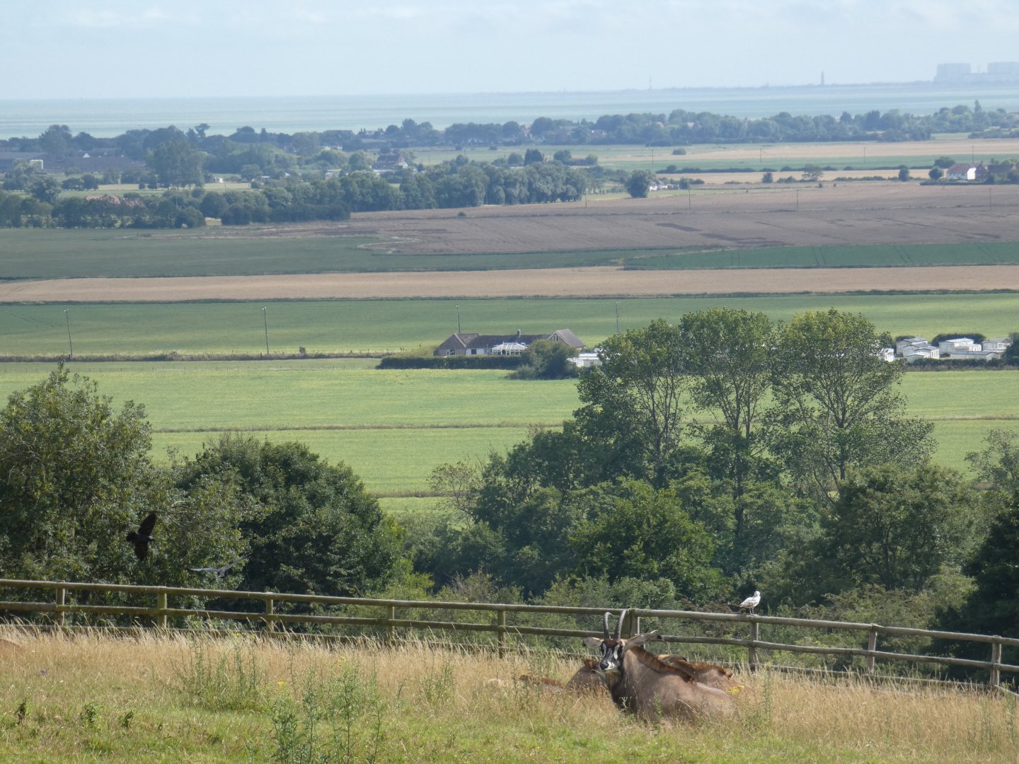 Roan Antelope and view